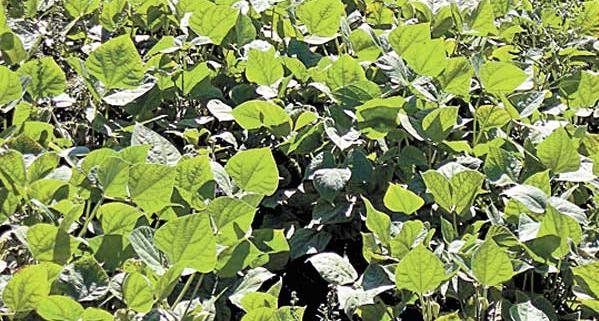 Lab lab Summer Food Plots for Deer