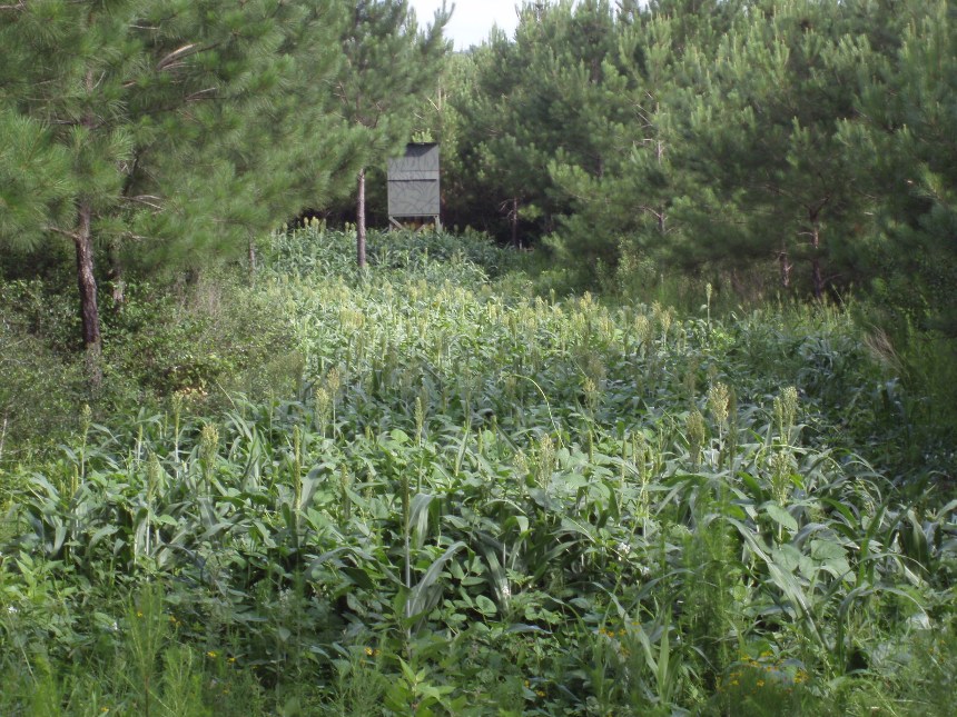 Deer Food Plots In Texas Deer Food Plots