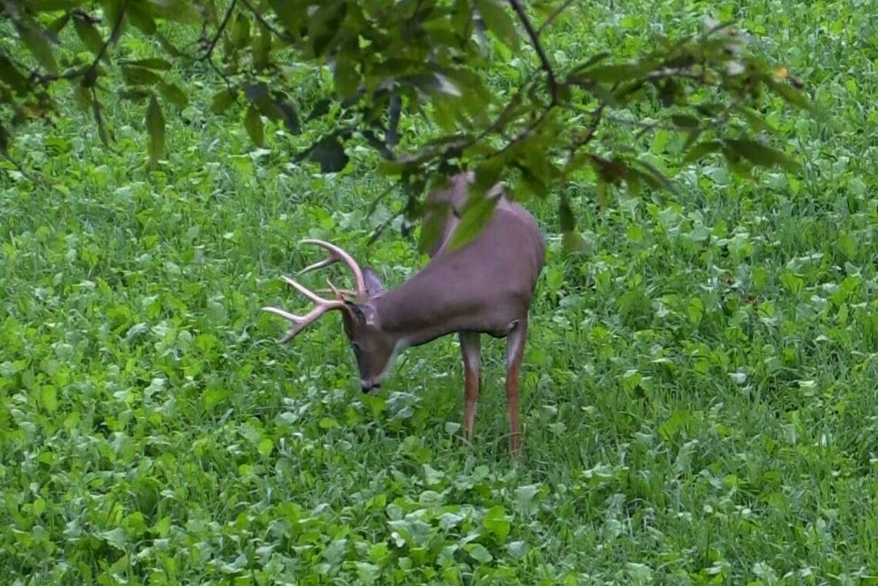 Top 10 Deer Food Plots at Carlos Sue blog