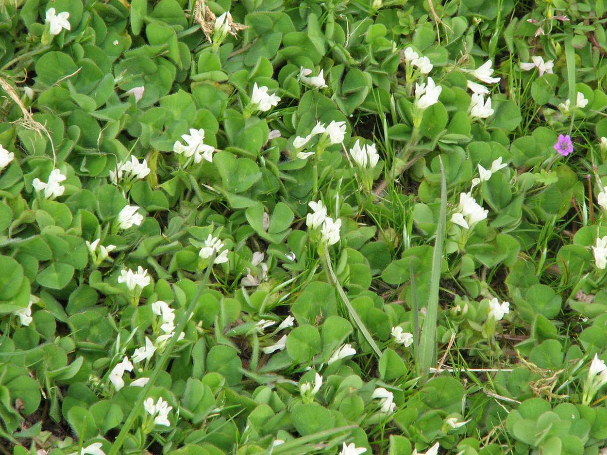 Deer Food Plots for Shade Areas Deer Food Plots